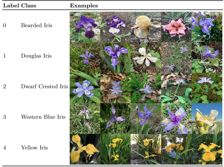 Iris-CV: Classifying Iris Flowers Is Not as Easy as You Thought